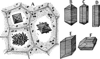 kalcium oxalat kristaller årgång illustration. vektor