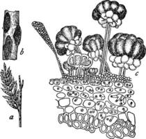 Rost Pilz Jahrgang Illustration. vektor