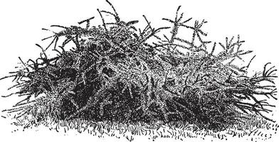 Cotoneaster horizontalis Jahrgang Illustration. vektor