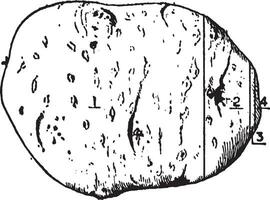 potatis årgång illustration. vektor