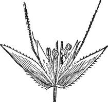 Poaceae-Weinleseillustration. vektor