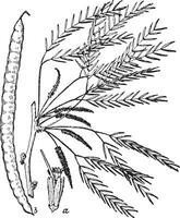 mesquit årgång illustration. vektor
