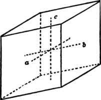 makro-pinacoider årgång illustration. vektor