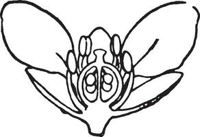 blomma av skörbjälk gräs årgång illustration. vektor