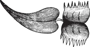 Venus, Fliege, fangen, Blatt, geformt Jahrgang Illustration. vektor