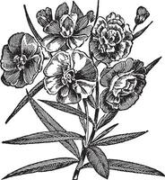 oleander årgång illustration. vektor