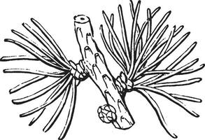 nål blad årgång illustration. vektor