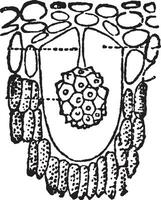 Urostigma Elasticum Jahrgang Illustration. vektor