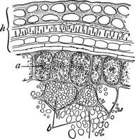 weizenkorn vintage illustration. vektor