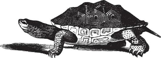 Salz- Wasser Sumpfschildkröte, Jahrgang Illustration. vektor