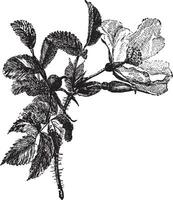 rosa Rugosa Jahrgang Illustration. vektor