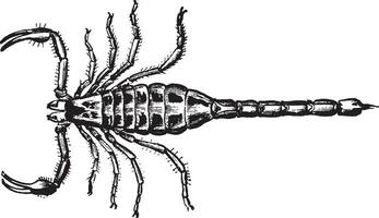 skorpion, årgång illustration. vektor