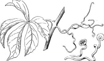 tendrils årgång illustration. vektor