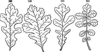 pinnately löv årgång illustration. vektor