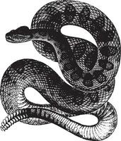 Rassel Schlange, Jahrgang Illustration. vektor