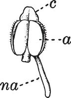 altfiol tricolor årgång illustration. vektor