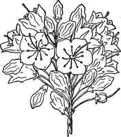 fjäll, lager, blomma, kalmia, latifolia, runda, inträffa, kluster årgång illustration. vektor