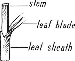 Segge Morphologie Jahrgang Illustration. vektor