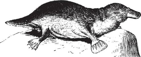 näbbdjur, årgång illustration. vektor