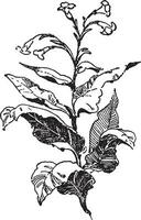 tobak, växt, inföding, amerikaner årgång illustration. vektor