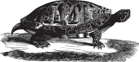 rot aufgebläht Sumpfschildkröte, Jahrgang Illustration. vektor