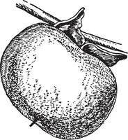 Persimmon Obst Jahrgang Illustration. vektor