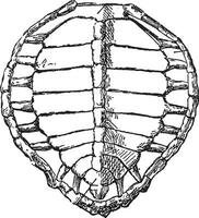 Schildkröte Hülse, Jahrgang Illustration. vektor