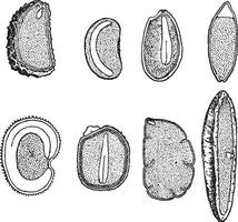 frön årgång illustration. vektor