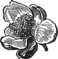 te blomma årgång illustration. vektor