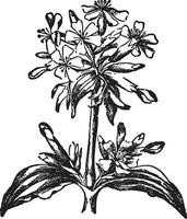 soapwort årgång illustration. vektor