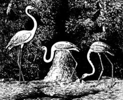 amerikanisch Flamingo Jahrgang Illustration vektor