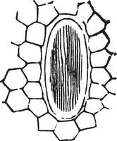 Rhaphiden Jahrgang Illustration. vektor