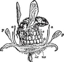 Himbeere Düngung Jahrgang Illustration. vektor