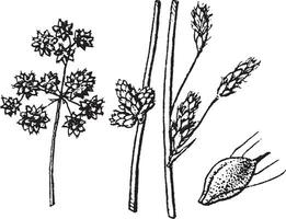 scirpus årgång illustration. vektor