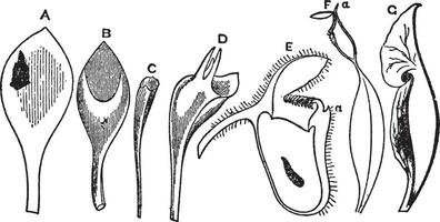 kannor årgång illustration. vektor