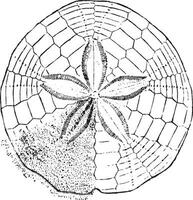 sand dollar, årgång illustration. vektor