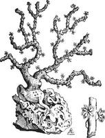korall gren, årgång gravyr. vektor