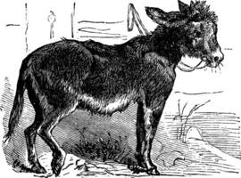 häuslich Esel, Arsch, asinus vulgaris oder equus Afrikaner asinus alt Jahrgang Gravur. vektor