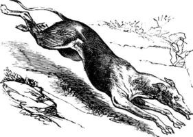 Englisch Windhund Jahrgang Gravur vektor