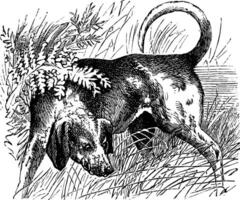 beagle eller canis lupus familiaris årgång gravyr vektor