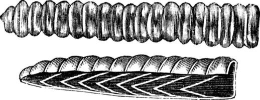 Klapperschlange Rassel Jahrgang Gravur vektor