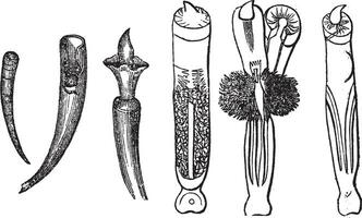 bete skal eller dentalium entalis, årgång graverat illustration vektor