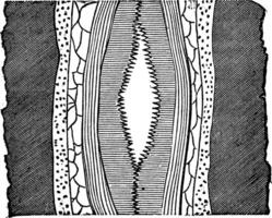 geologisk ven, årgång graverat illustration. vektor