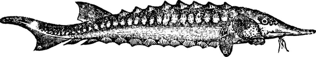 sterlet eller acipenser Ruthenus, årgång graverat illustration vektor