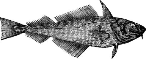 kolja eller offshore kummel eller melanogrammus aeglefinus, årgång gravyr vektor