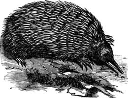 echidna eller taggig myrslok eller zaglossus sp. eller tachyglossus sp., årgång gravyr vektor