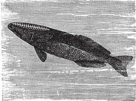 Speerfisch remora oder remora Brachyptera, Jahrgang Gravur vektor