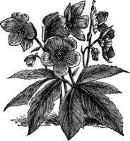 schwarz Nieswurz oder Weihnachten Rose oder Helleborus Niger, Jahrgang Gravur vektor