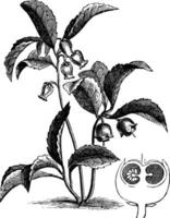 gallteri procumbens eller östra teaberry årgång gravyr vektor