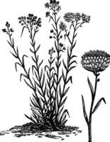 Helichrysum orientalisch Jahrgang Gravur vektor